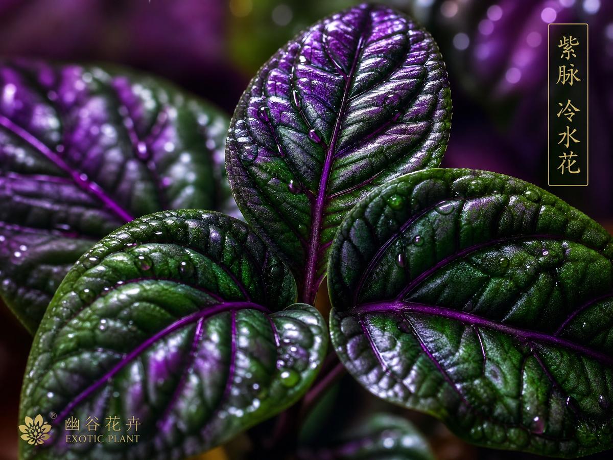 四虎四虎植物社区：稀有多肉植物视频测评，50种珍稀品种视频展示